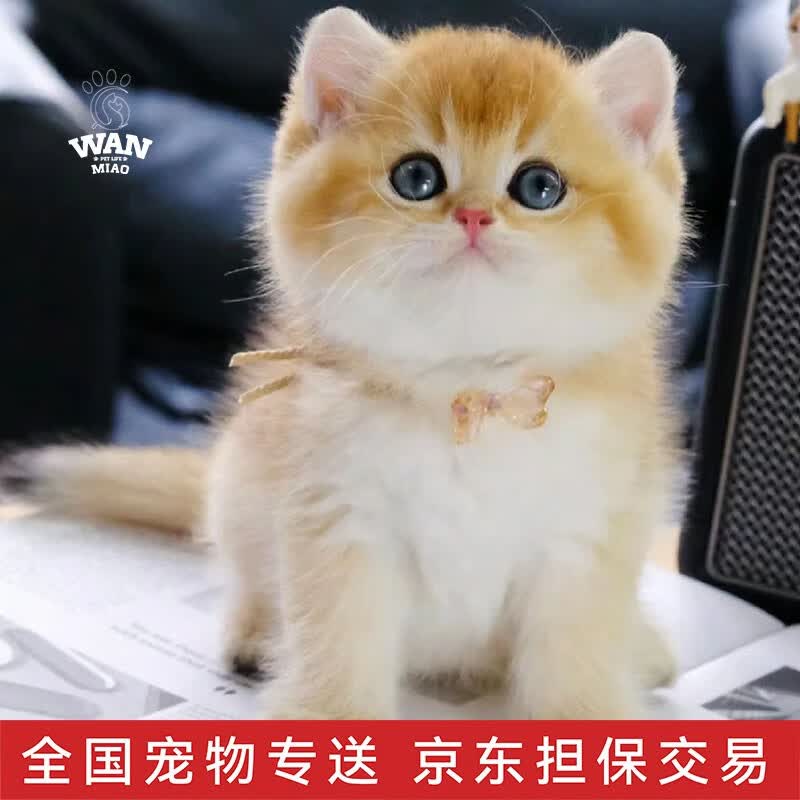 涴喵【视频选宠】宠物猫咪活体英短金渐层幼猫宠物猫辅助喂养 宠物级 金渐层100223使用感如何?