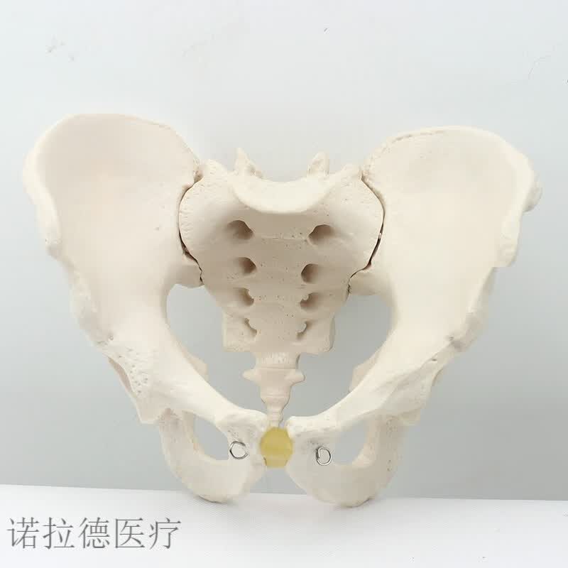 人体骨骼模型标准医学医学1:1大小男性骨盆标本模型髂骨坐骨耻骨 盆