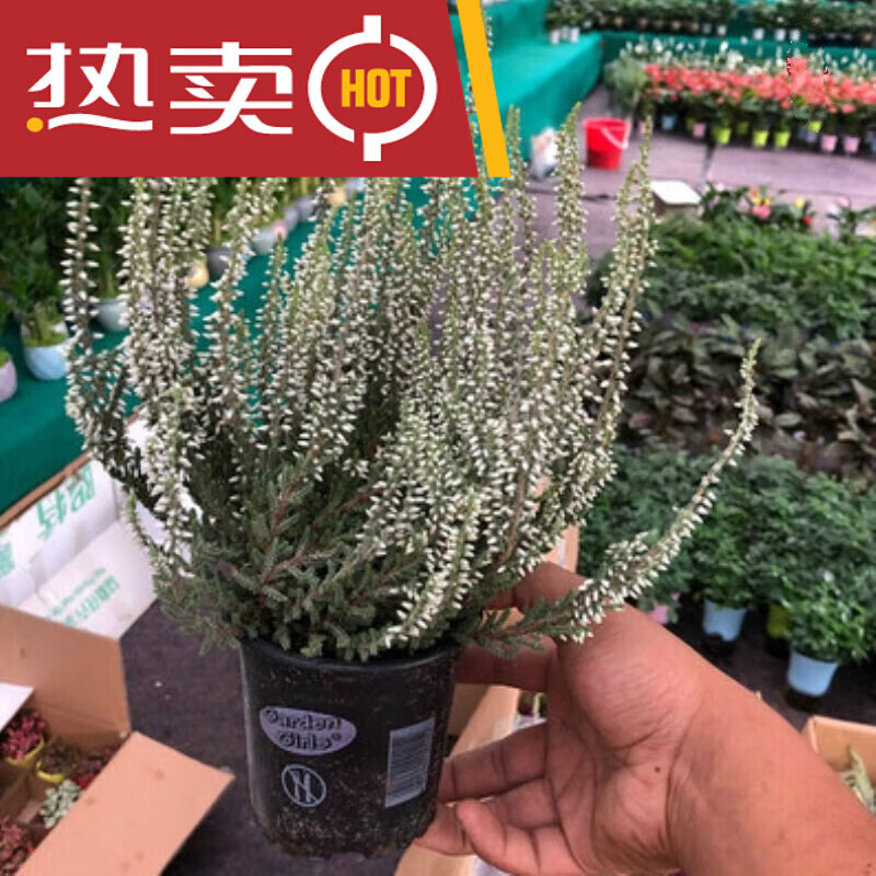室外花卉绿植石楠花阳台庭院绿化耐寒带花发货 欧石楠3 欧石楠白色