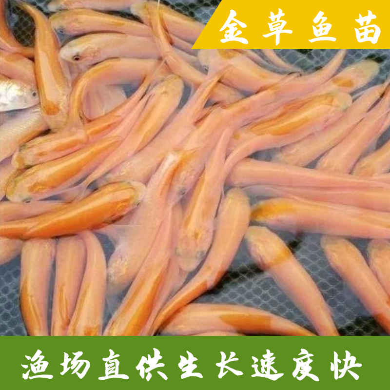 俄羅斯金草魚苗活體淡水養(yǎng)殖黃金色鯇魚觀賞魚缸放生紅金絲草魚苗魚苗批發(fā) 4-7公分20條