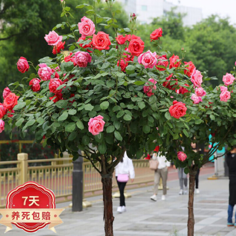 鑫干和(xinganhe)嫁接树桩月季棒棒糖树状月季树老桩大花朵月季花苗特
