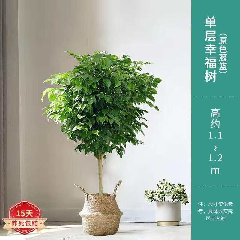 欢慧园林 幸福树大型绿植盆栽客厅盆景植物花卉室内好养易活四季常青