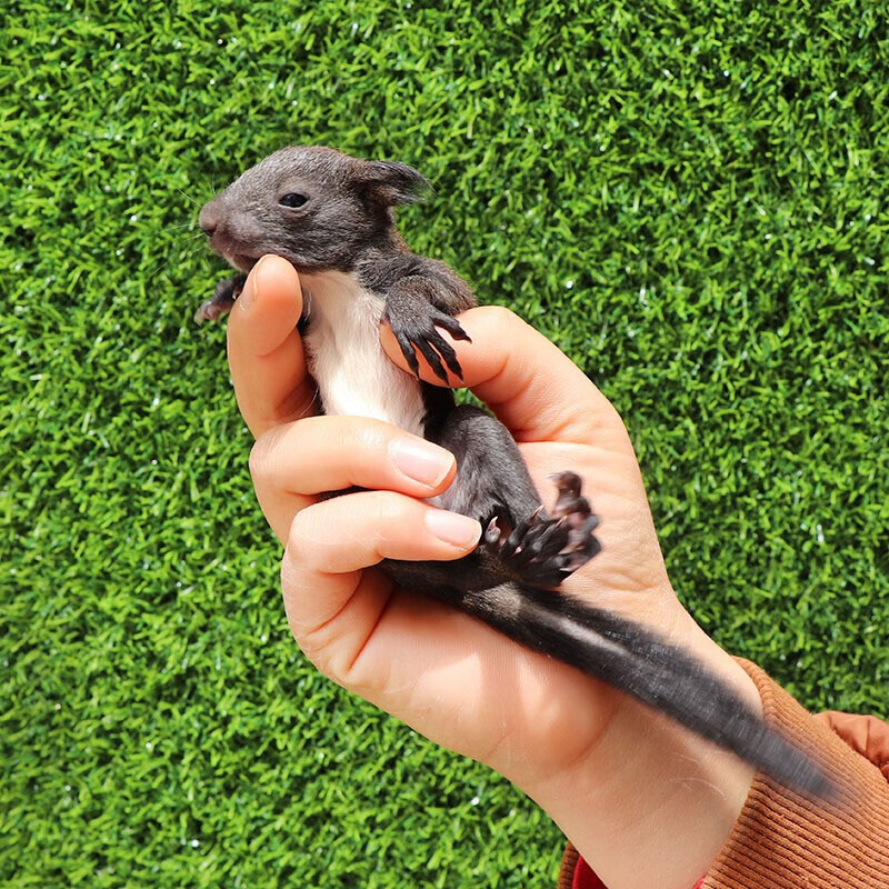 网购异宠活体历史价格走势|异宠活体价格历史