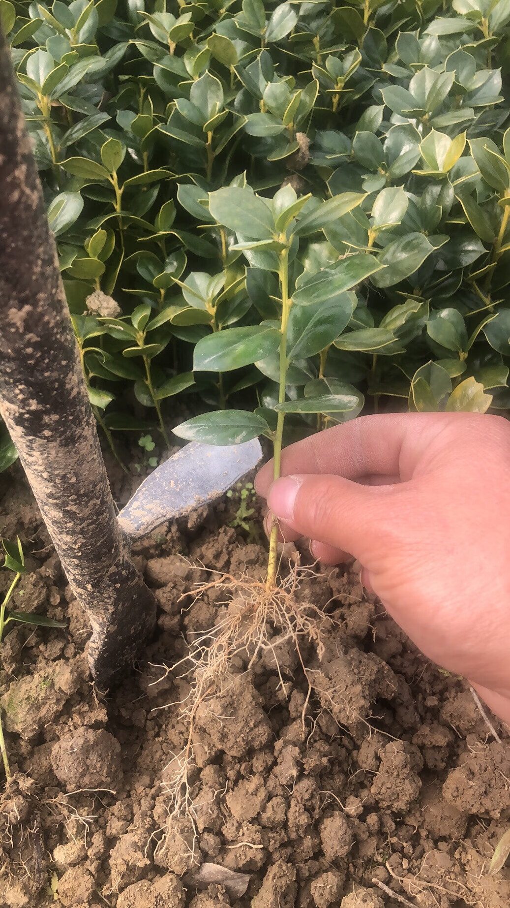 姒桀无刺枸骨小苗四季常青又名鸿运果满堂红可盆栽或地栽色块密植 10