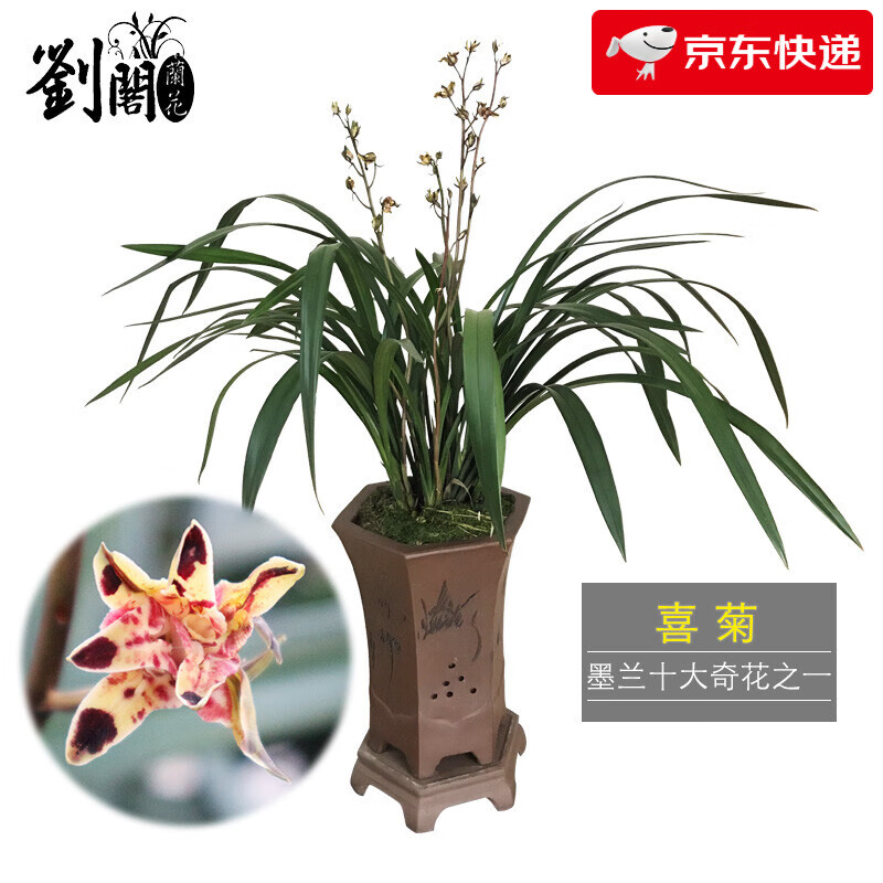 劉閣蘭花蘭花苗墨蘭十大奇花 喜菊 冬帶花苞出售 觀賞花卉綠植盆栽蘭苗 3苗連體裸根關(guān)注送肥送說明書