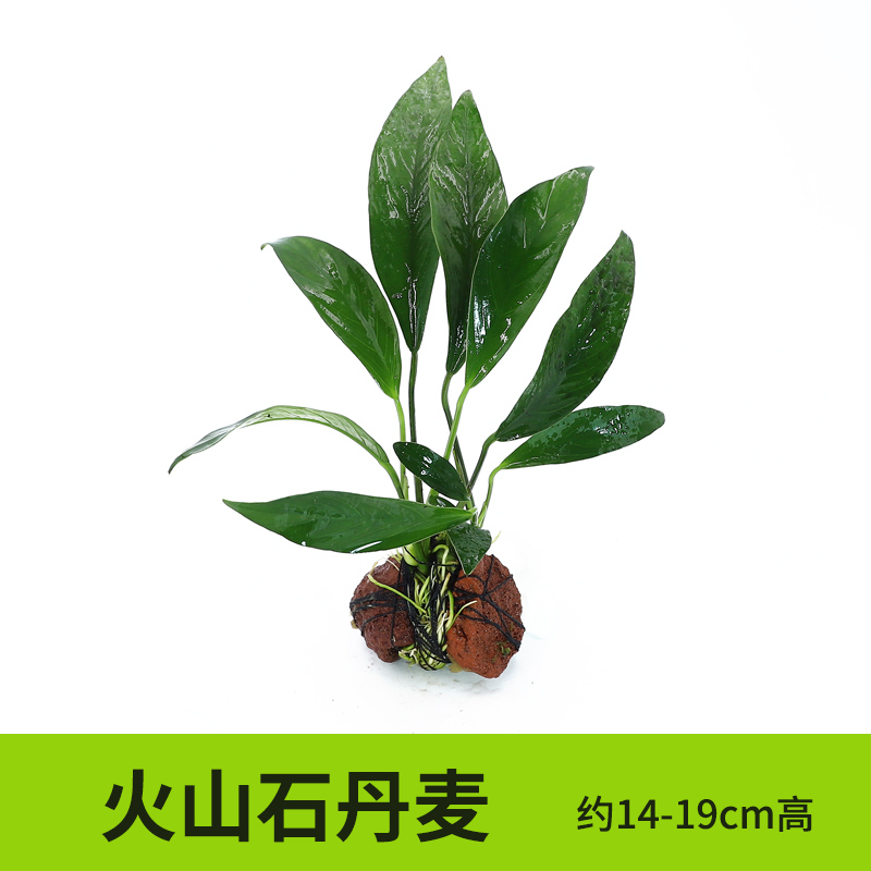 水草海草鱼缸真草水底植物活净水造景养鱼套餐高级增氧懒人火山石