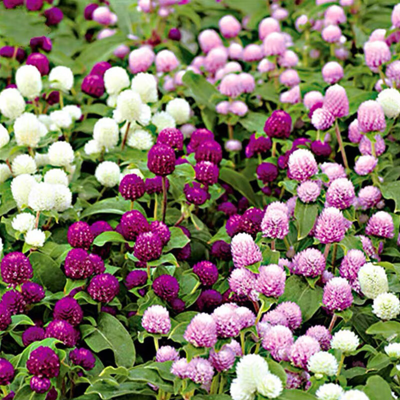 独步寻花千日红花种子盆栽百日红花四季春天花种易种春季千日紫千日红