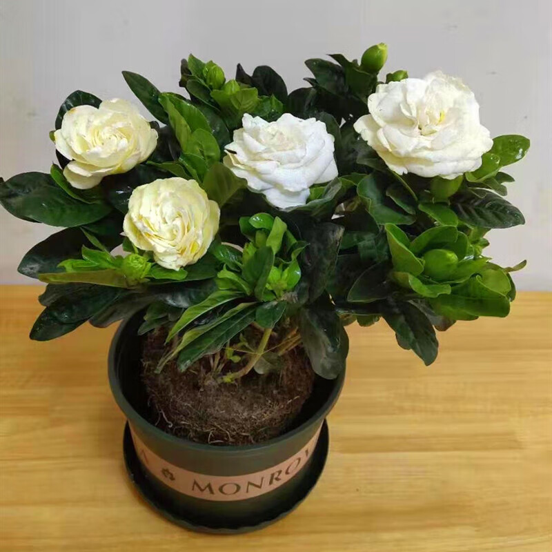 姜北栀子花盆栽庭院开花植物重瓣牡丹大叶栀子树苗阳台四季常青浓香型