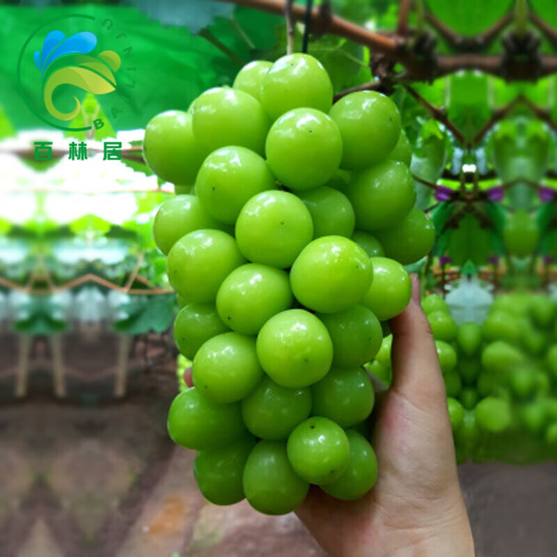 百芳缘果树苗盆栽果树地栽果树庭院阳台当年结果苗 阳光玫瑰葡萄苗8年