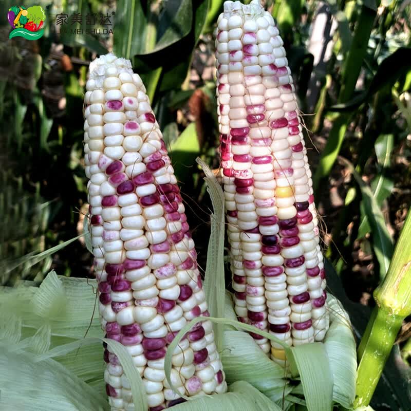 家美舒达山东 2023年应季新鲜玉米 甜糯玉米 2.5kg 新鲜蔬菜怎么看?