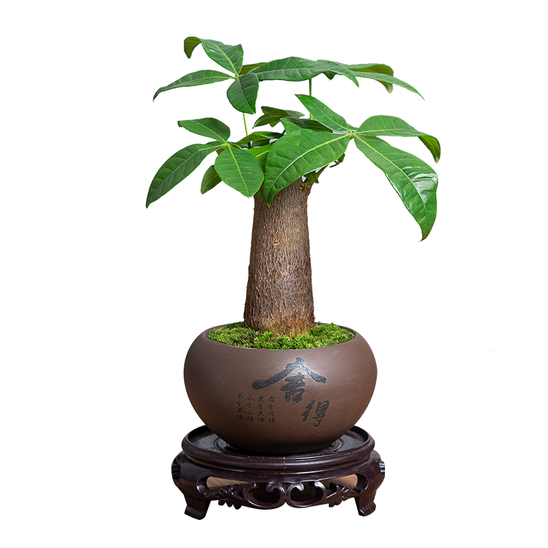 ���ڲ�������ʱ�� ���������԰ڼ� ��ʽ���������辰�в���������ֲ��Դͷֱ������ ��Ʒ������+��ɫ������ˮ��/�ͷ���