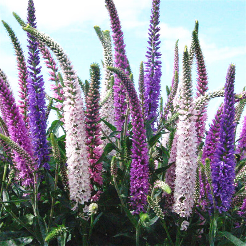 耐寒花籽 四季易播园林绿化景观花海花种子 花乡古韵 婆婆纳1000粒