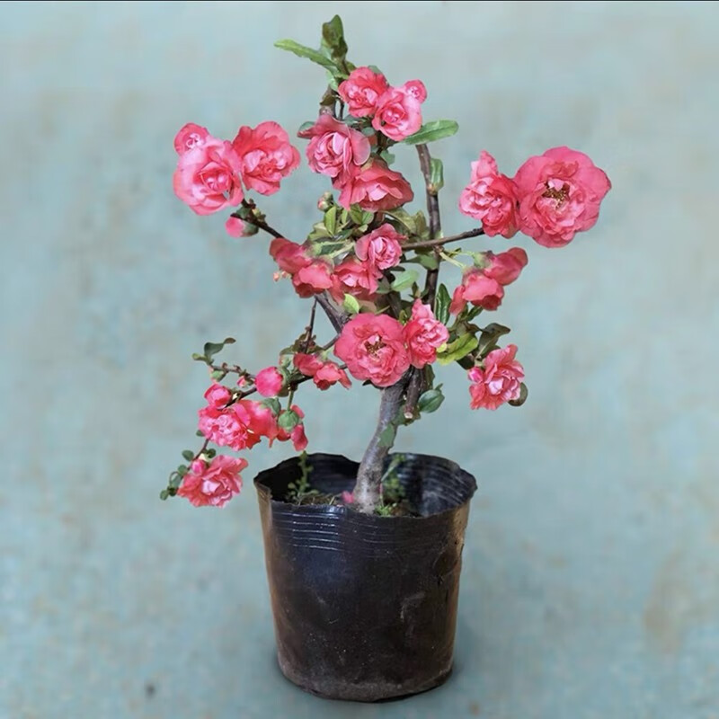 周大闯贴梗海棠花盆栽带花苞树苗老桩盆景庭院好养四季阳台花卉绿植 贴梗海棠 十二年苗