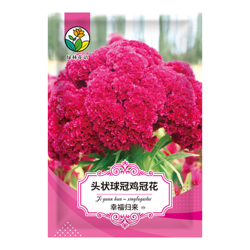 绿林花语头状鸡冠花种子圆球状球冠状耐旱易活大鸡公花观赏阳台盆栽卉
