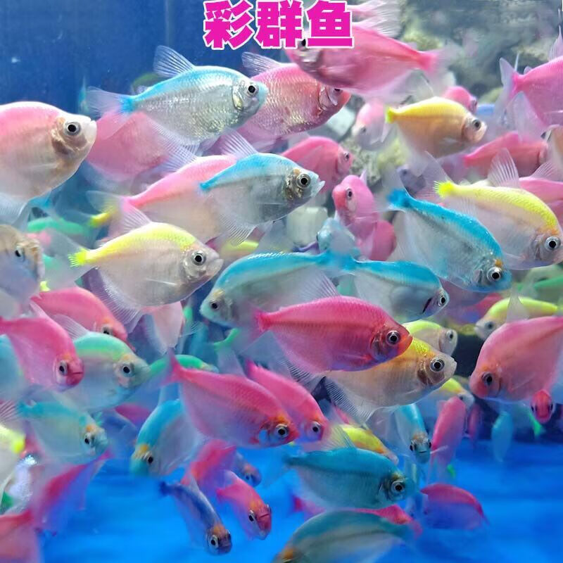 彩群鱼活体七彩群游鱼热带观赏鱼淡水小型鱼彩色金鱼宠物鱼灯火鱼 3