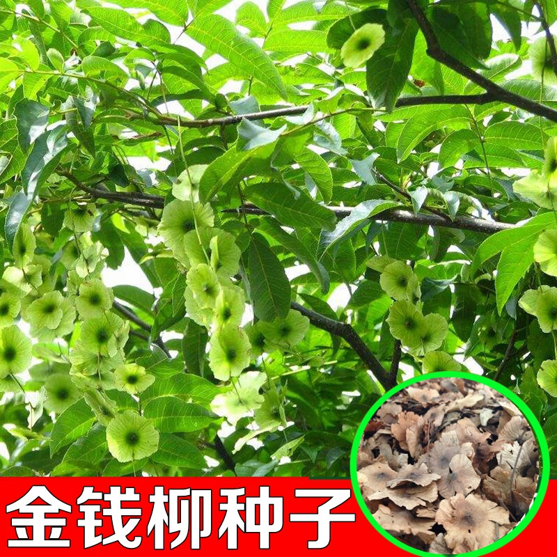 花乡古韵金钱柳种子 青钱柳种子摇钱树种子 材种子摇钱树金钱柳夹花乡