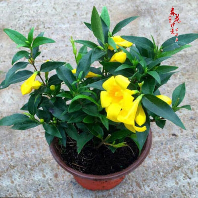 法国香水茉莉花苗冬季带花苞长青绿植花卉盆栽 黄茉莉爬藤植物耐寒花卉 法国香水小苗原土发货 含盆