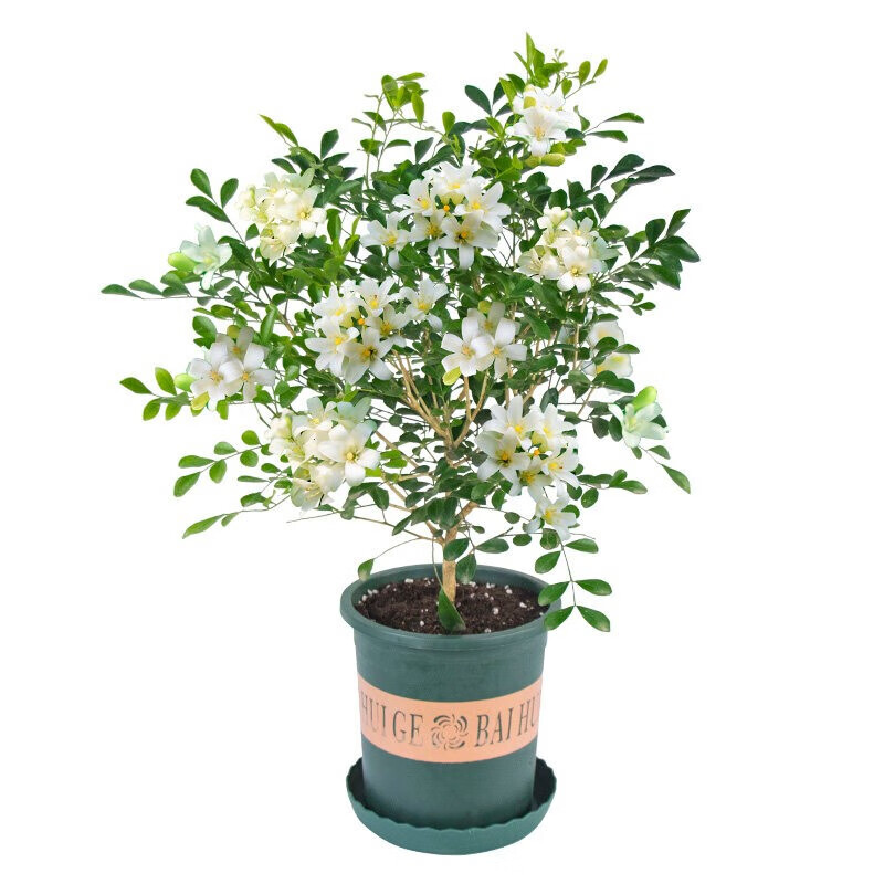 倾奢九里香盆栽植物盆景老桩树桩室内绿植驱蚊四季花卉七里香带花苞 5