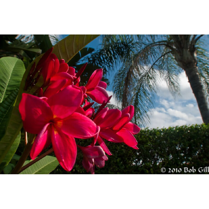 植果缘鸡蛋花盆栽树苗红黄多色好养鸡蛋花树苗珍贵绿植开花香 大红色