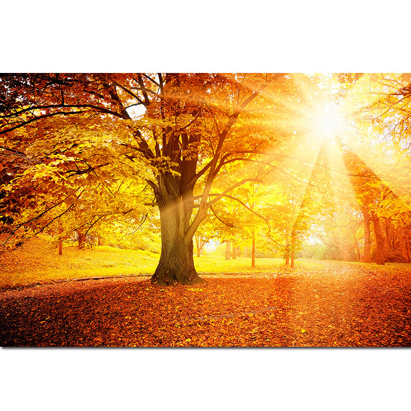 秋天的太阳美景图片