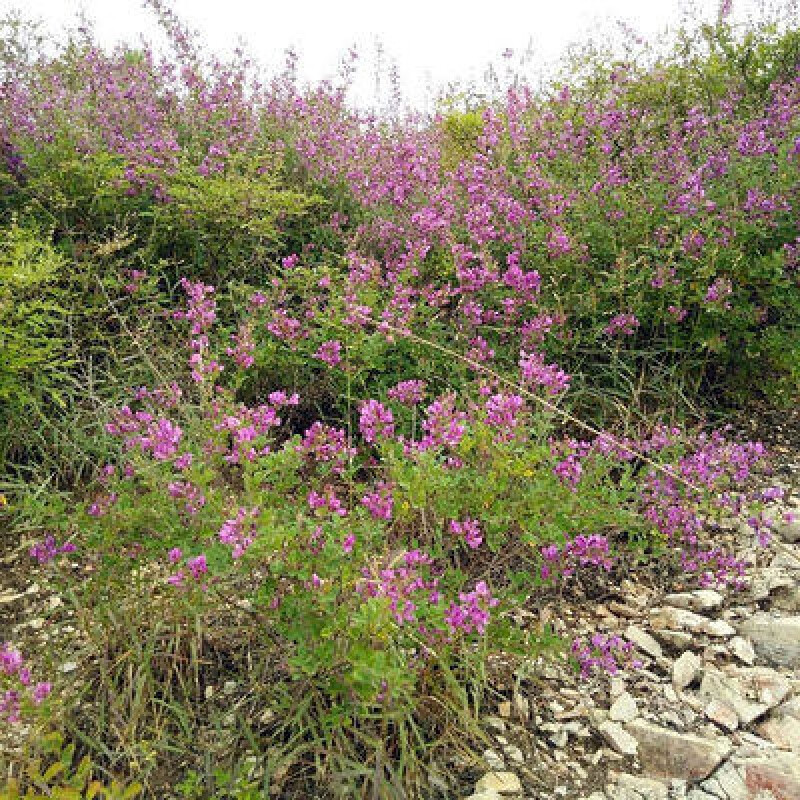 刺槐猪屎豆紫穗槐银合欢小冠花绿化护坡固土柠条种子 胡枝子胡枝子1斤
