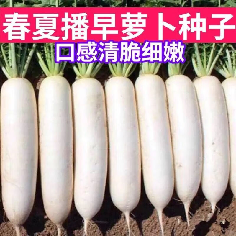 赤卉耐熱春夏播早白玉蘿卜種籽高產(chǎn)發(fā)芽率高白蘿卜種子蔬菜種籽 耐熱40天蘿卜 簡(jiǎn)裝1000粒