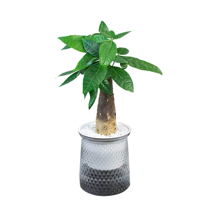 歐悟 室內(nèi)辦公桌面綠植凈化空氣除甲醛水培植物小綠植花卉盆栽綠蘿 C【梔子花+茉莉花+九里香】 帶盆栽好