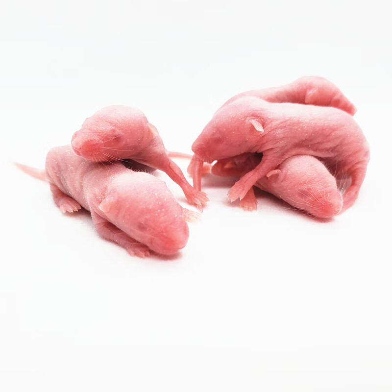 hkna活体乳鼠无菌小白鼠玉米食物猪鼻饲料守宫猫粮不红皮粉皮耗子