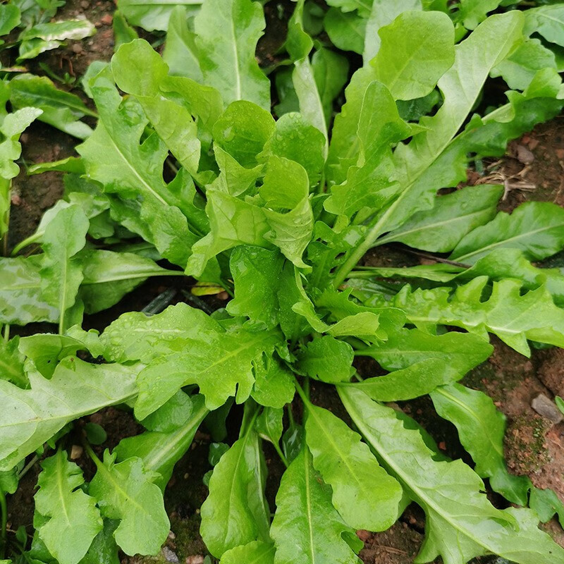 寿禾 野菜荠荠菜种子大叶荠菜芨芨菜蔬菜家庭种植南方冬春四季盆栽籽