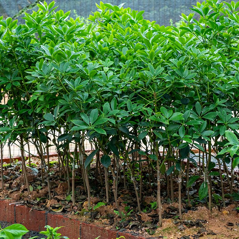 广西八角树苗嫁接树苗大红高产大茴香果苗树八角苗北方种植正宗 三个