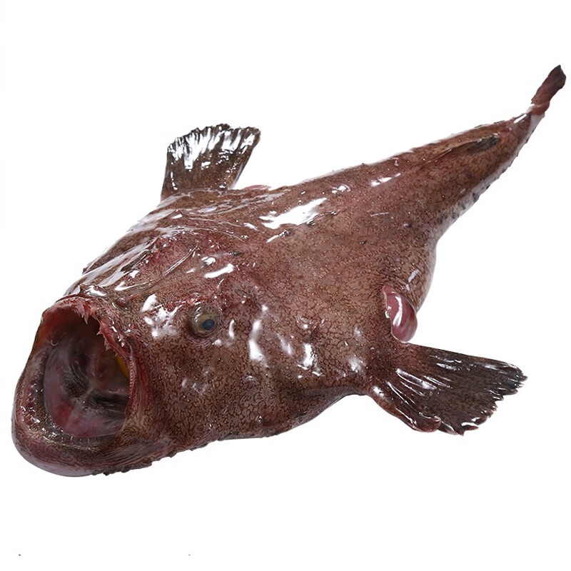 海鱼安康鱼鲜活速冻大丑鱼生鲜鮟鱇鱼新鲜海鲜水产 5斤2条安康鱼