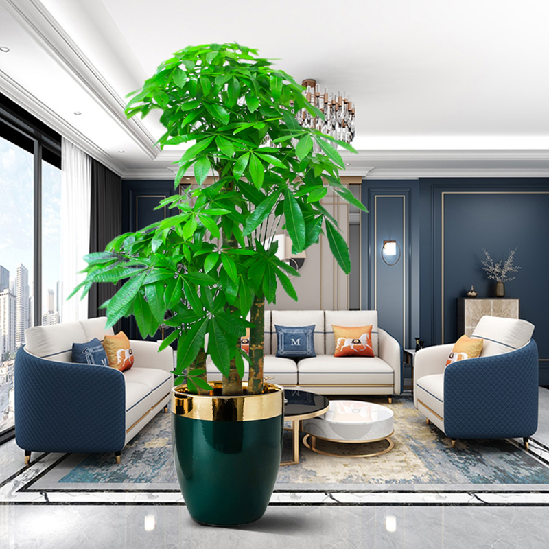 三杆步步高发财树盆栽室内客厅大型植物办公室绿植大棵三株同城 1.