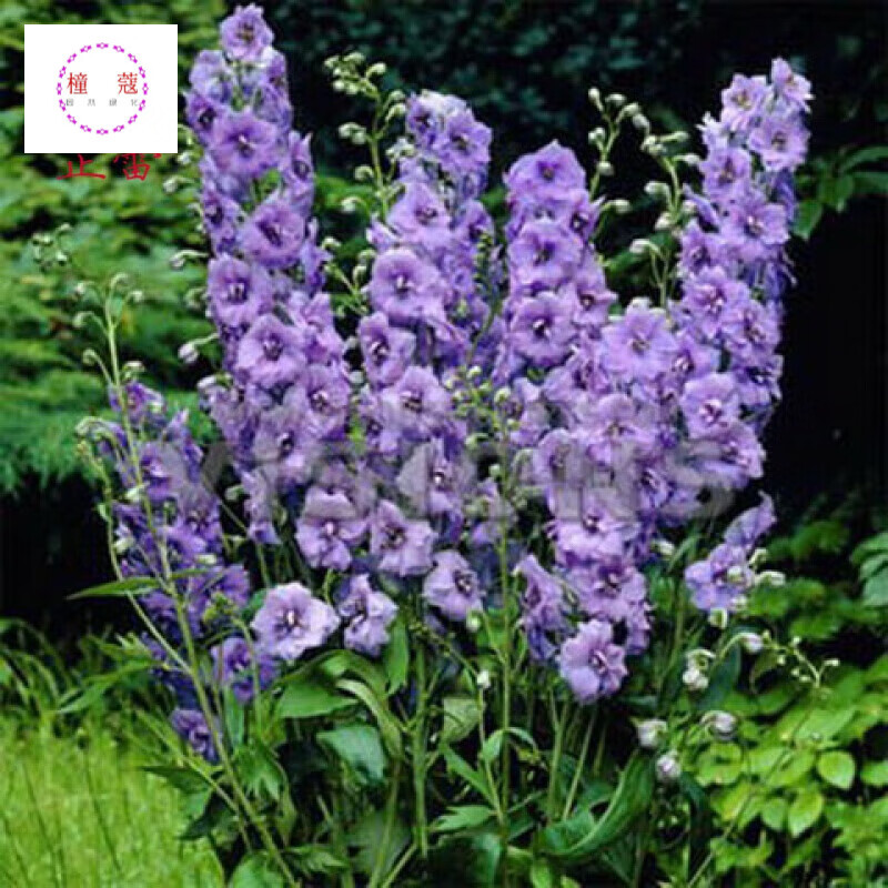 千鸟草种子 密花蓝色园林景观工程绿化花种子花海种子 半斤