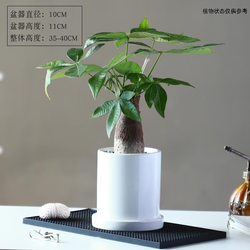 发财树 冰山白瓷花盆带底托