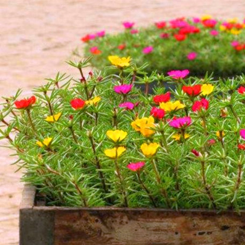 花萌萌  死不了花籽庭院室外低矮重瓣单瓣太阳花种子四季开花室外花种