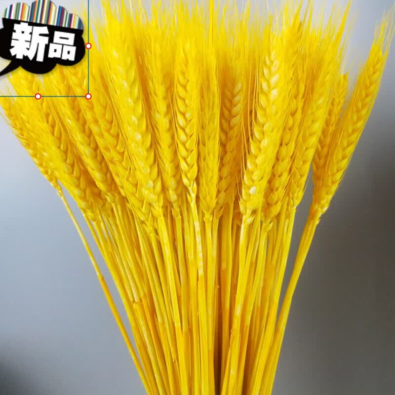 大麦花束金色麦穗干花天然小麦客厅田园装饰展会摆件演出道具开业大麦