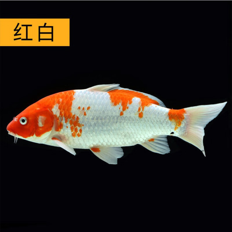 活鱼金鱼小型淡水好养耐活红鲤鱼纯种小锦鲤鱼苗 10-12cm红白锦鲤4条