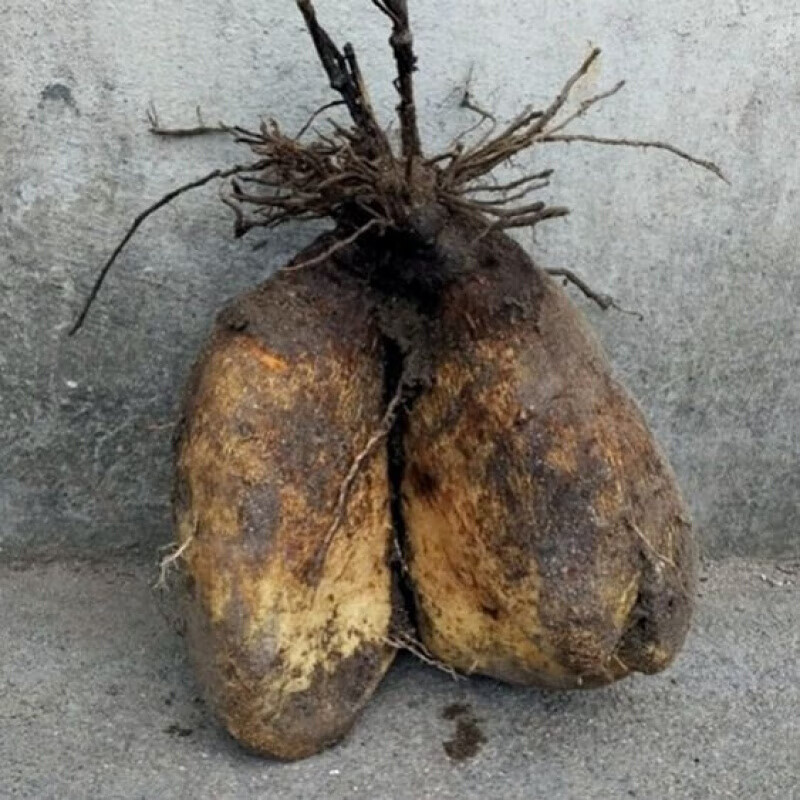 宜享健康四川特产大薯宜宾农家土特产白薯淮山药脚板薯切苕斤板栗薯