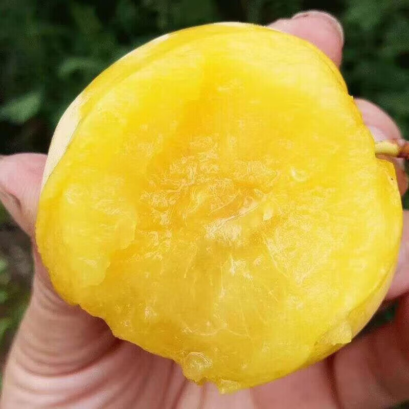 竹域蜂糖李子新鲜水果青脆冰糖李大果现摘纯甜 5斤大果