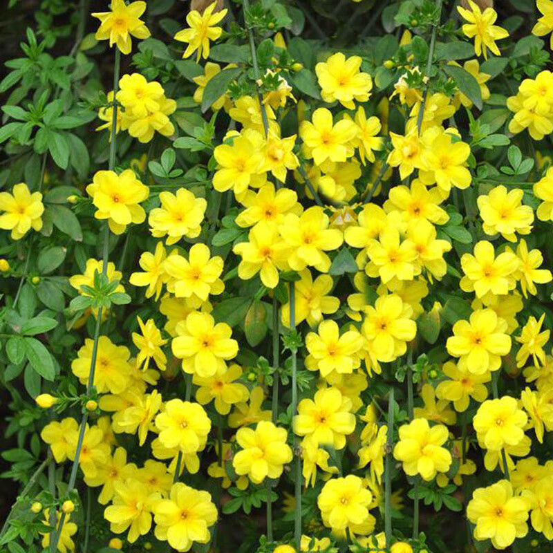 耐寒迎春花树苗盆景探春花庭院盆栽攀援爬藤垂吊类花卉报春花植物 【3