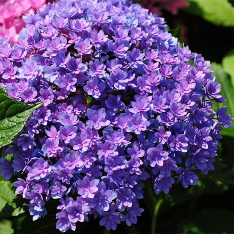 无尽夏绣球花八仙花大苗花卉老桩花苗盆栽阳台庭院别墅花园植物多年生