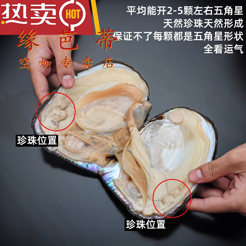 缘芭蒂淡水珍珠蚌五角星活蚌珍珠自开河蚌活体异形珍珠diy珍珠材料