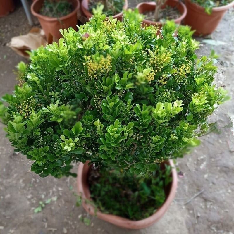 种花迷【精品】米兰花盆栽四季老桩浓香型大香水米兰独杆阳台庭院花卉