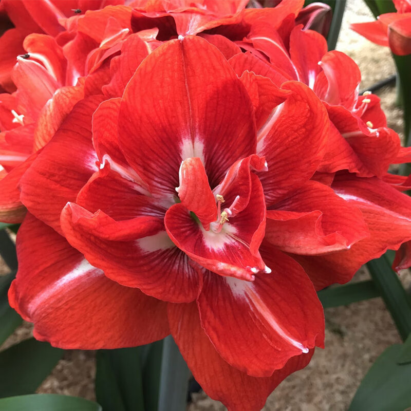 百萌幸福妮芙进口朱顶红种球多年生球根观花植物盆栽地栽植物开花球