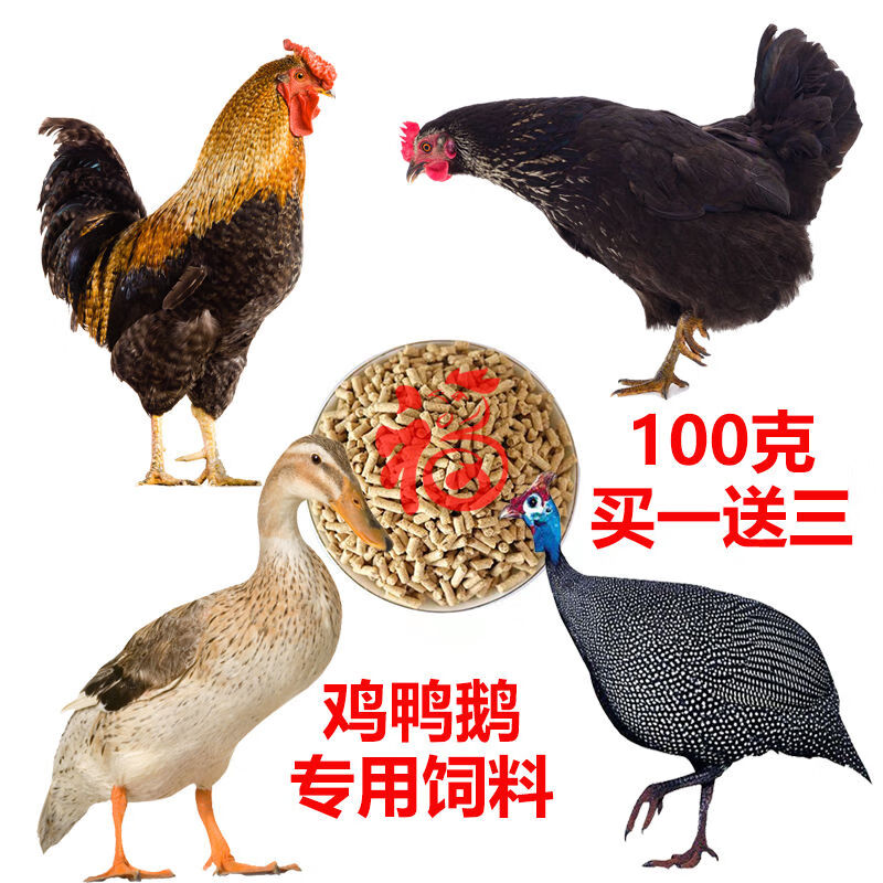 火鸡一斤尼古拉系火鸡苗大种火麒麟青铜火鸡贝蒂娜巨型火鸡苗 饲料1斤