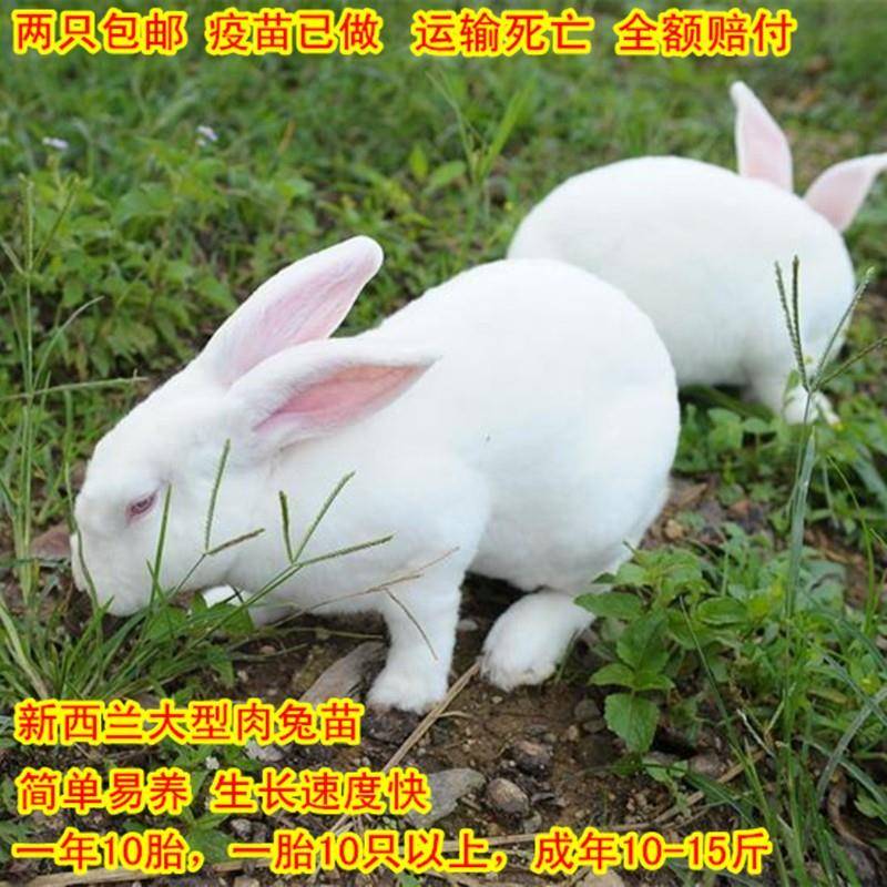 兔子活物公母一对家兔活兔肉兔子苗巨型兔子苗家养幼兔苗兔