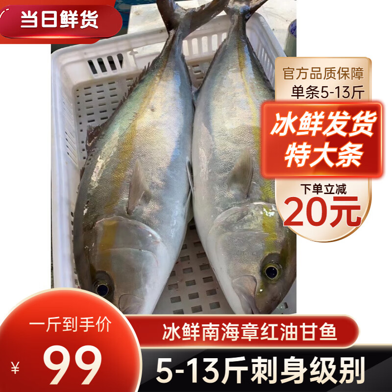 榕毅鲜生油甘鱼刺身冰鲜青甘鱼黄狮鱼鲜活章红南油台海鰤鱼 5斤【冰鲜