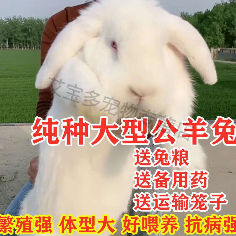 灰兔【可养30斤】 一公一母【能繁殖】