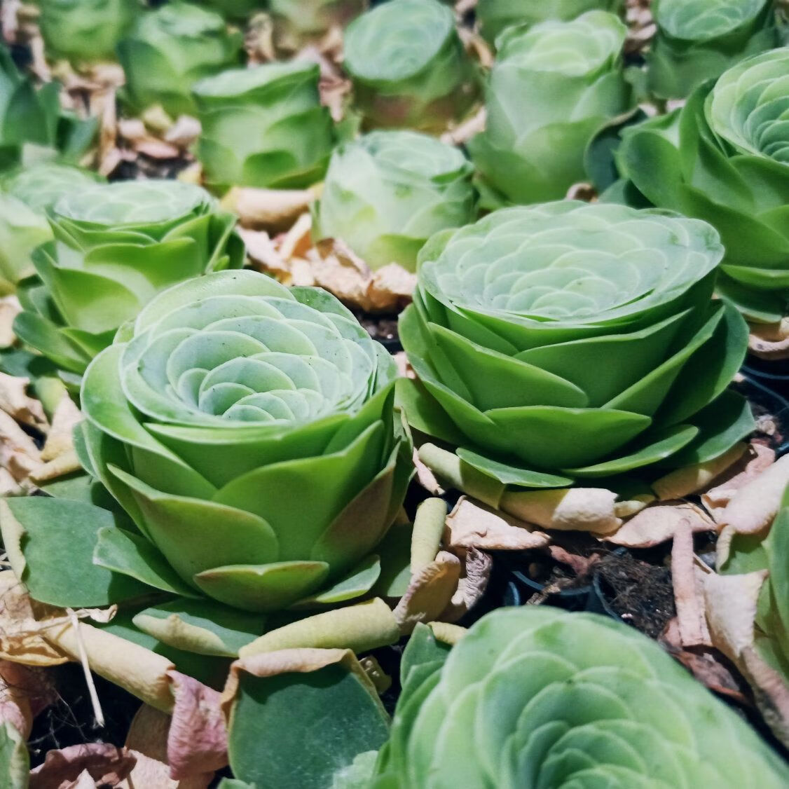 酒杯玫瑰多肉植物山地玫瑰鸡蛋玫瑰原盆原土办公桌面阳台客厅盆栽 一