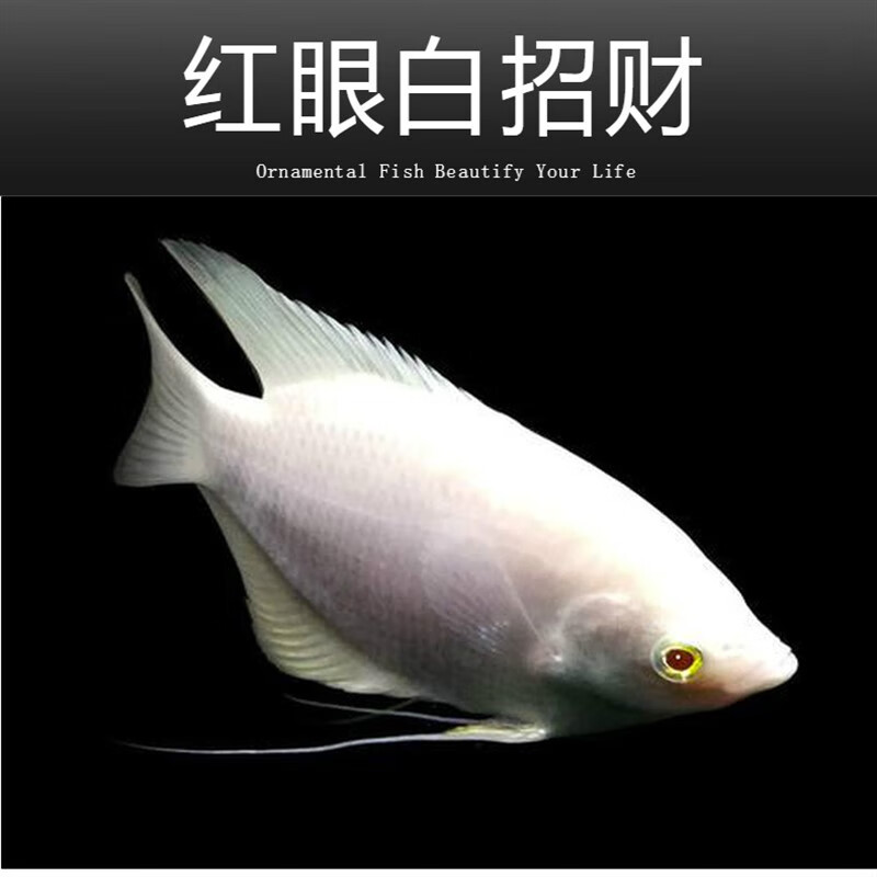 淡水战船活体黑眼红尾热带观赏鱼鹦鹉地图银龙发财鱼进口 咖啡色 9-10